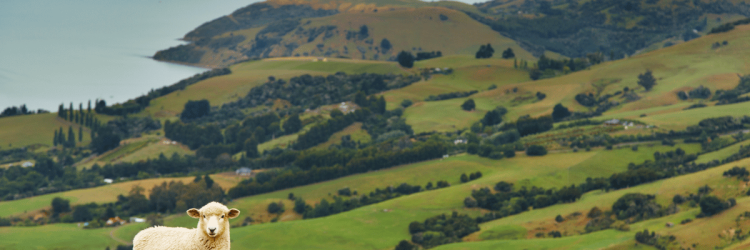 Aotearoa Green Sustainable: Opiniones y comentarios 2024