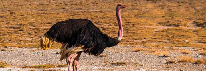 Ostrich Capital: Opiniones y comentarios 2024