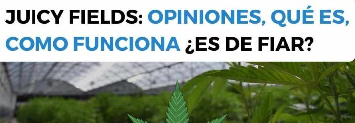 flippedoptions: Opiniones y comentarios 2024