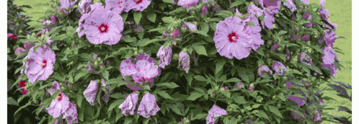 Hibiscus Investment Group: Opiniones y comentarios 2024