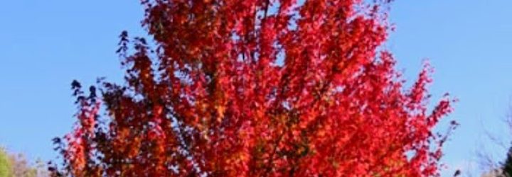 Red Maple Fx: Opiniones y comentarios 2024
